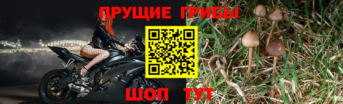 Галлюциногенные грибы мухоморы Протвино